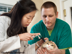 Half Of American Cats Don’t Get Regular Veterinary Care
