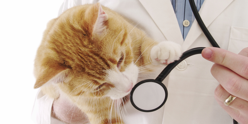Obamacare Brings Changes To AVMA’s GHLIT
