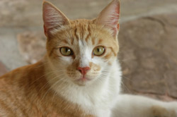 CATalyst Council Receives $25,000 Donation To Help Raise Image Of Cats