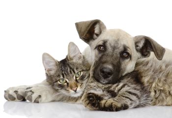 Veterinary Social Work Summit Was A Success!