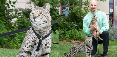 Savannah Cats Take Part in Cornell’s Biobank Study