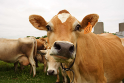 Webinar To Raise Awareness Of Anaplasmosis Risk Among Cattle Producers