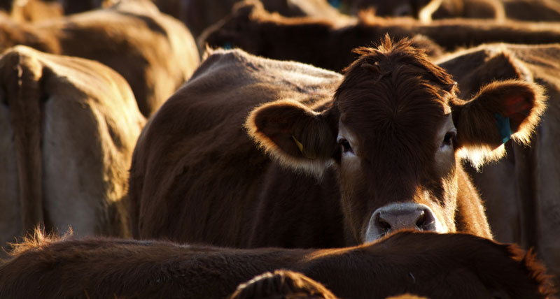 University of Saskatchewan to Open Center Focusing on Cattle Production
