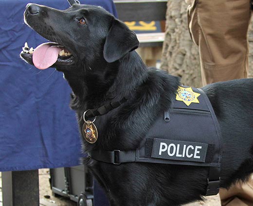 UC Davis Establishes Fund to Aid California K-9 Officers