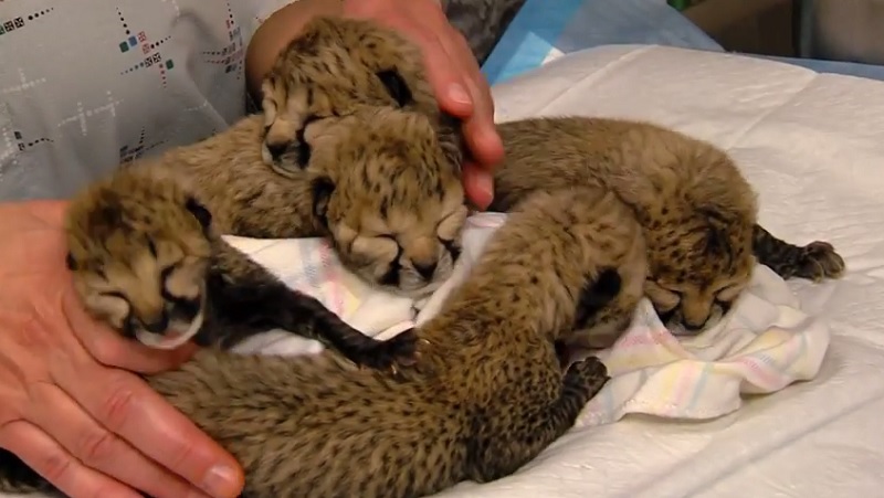Cheetah Cubs Born Via C-Section Receiving Critical Care at Zoo