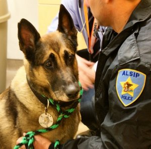 Ohio State Helps Police Dog with Orthopedic Surgery