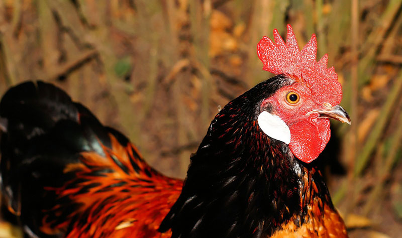 UC Davis Vet Food-Safety Lab Receives $1.89 Million Grant