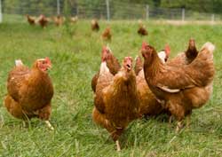 Abaxis Enters Production Animal Diagnostics Marketplace