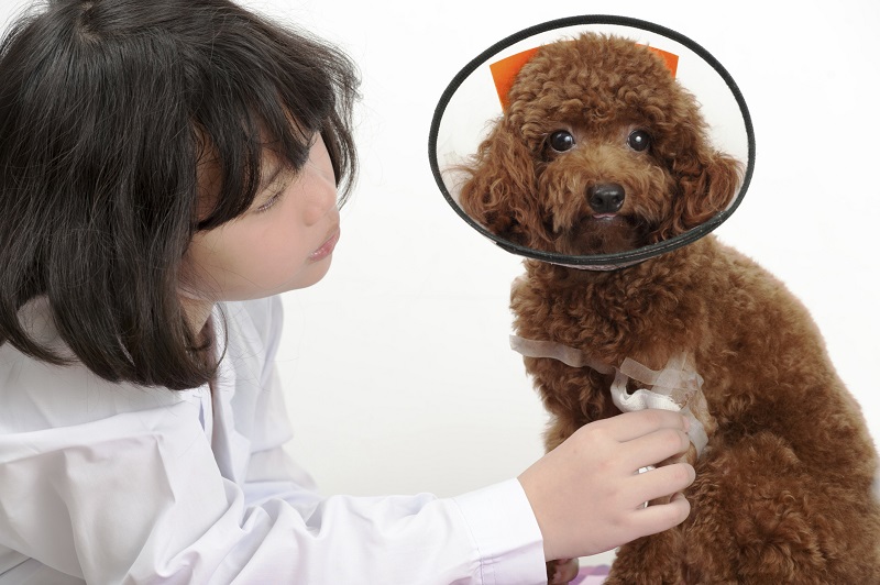 Kids Learn About Veterinary Medicine From Purdue Vets