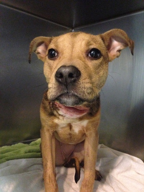 Dog With Severely Injured Neck Recovering From Emergency Surgery