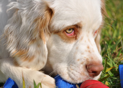 Canine Hereditary Cancer Consortium Seeks Participants For New Study