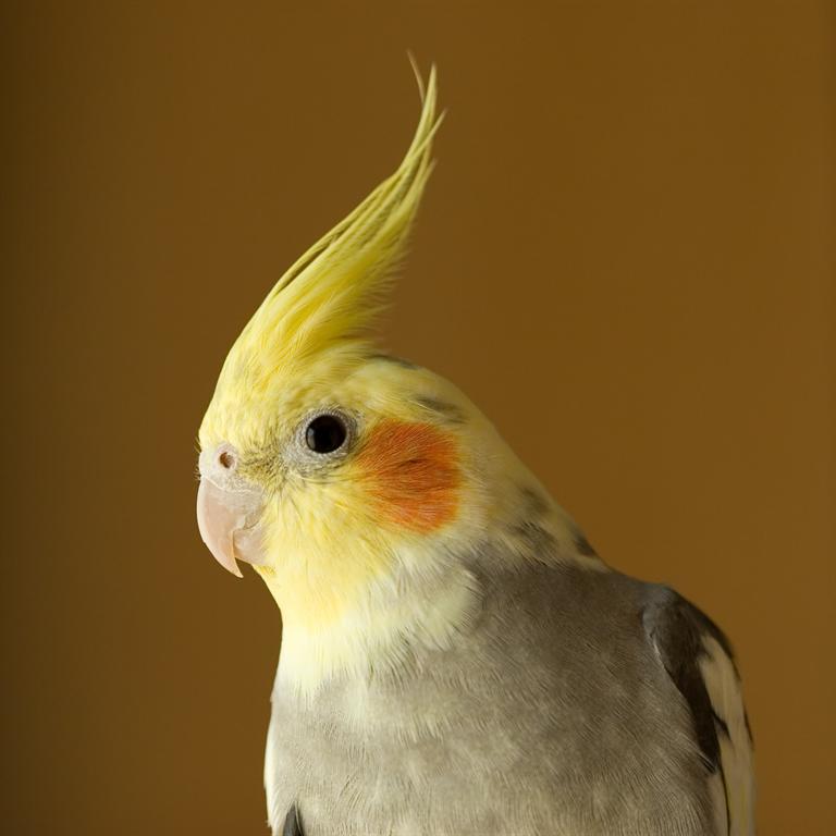 pet stores that sell cockatiels