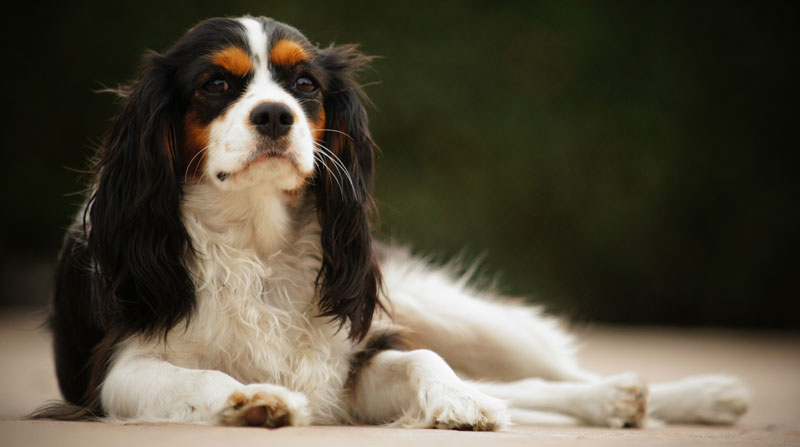 University of Bristol is Looking for Cavalier King Charles Spaniels