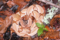 Antivenom Study: Success In Treating Dogs Bitten By North American Pit Vipers