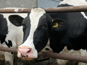 National Mastitis Council To Host 2-Day Forum