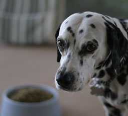 Companies, Executives Indicted In Pet Food Recall