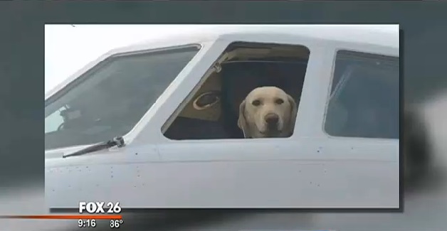 Team Works Together to Save Dog, Get Her to New Home