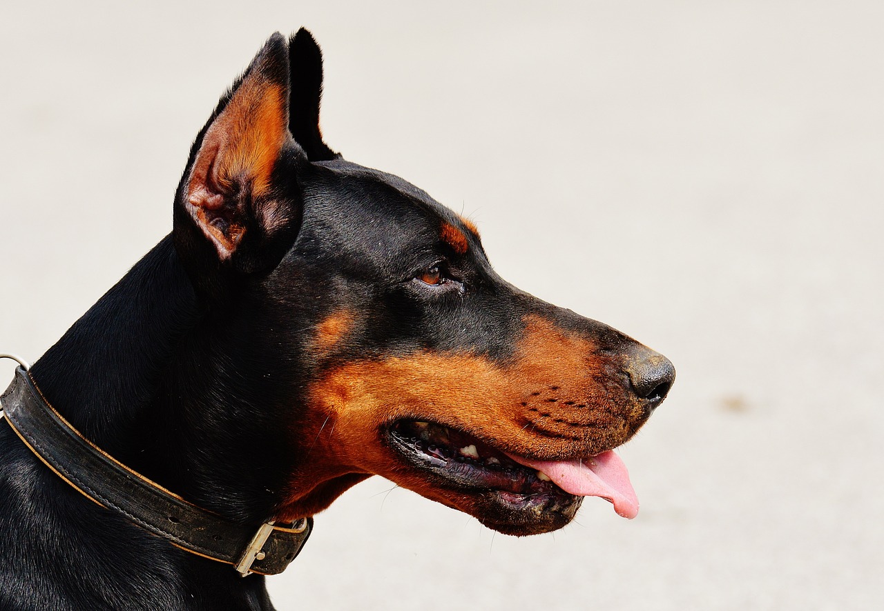 MSU Launches Chronic Diarrhea Dog Study