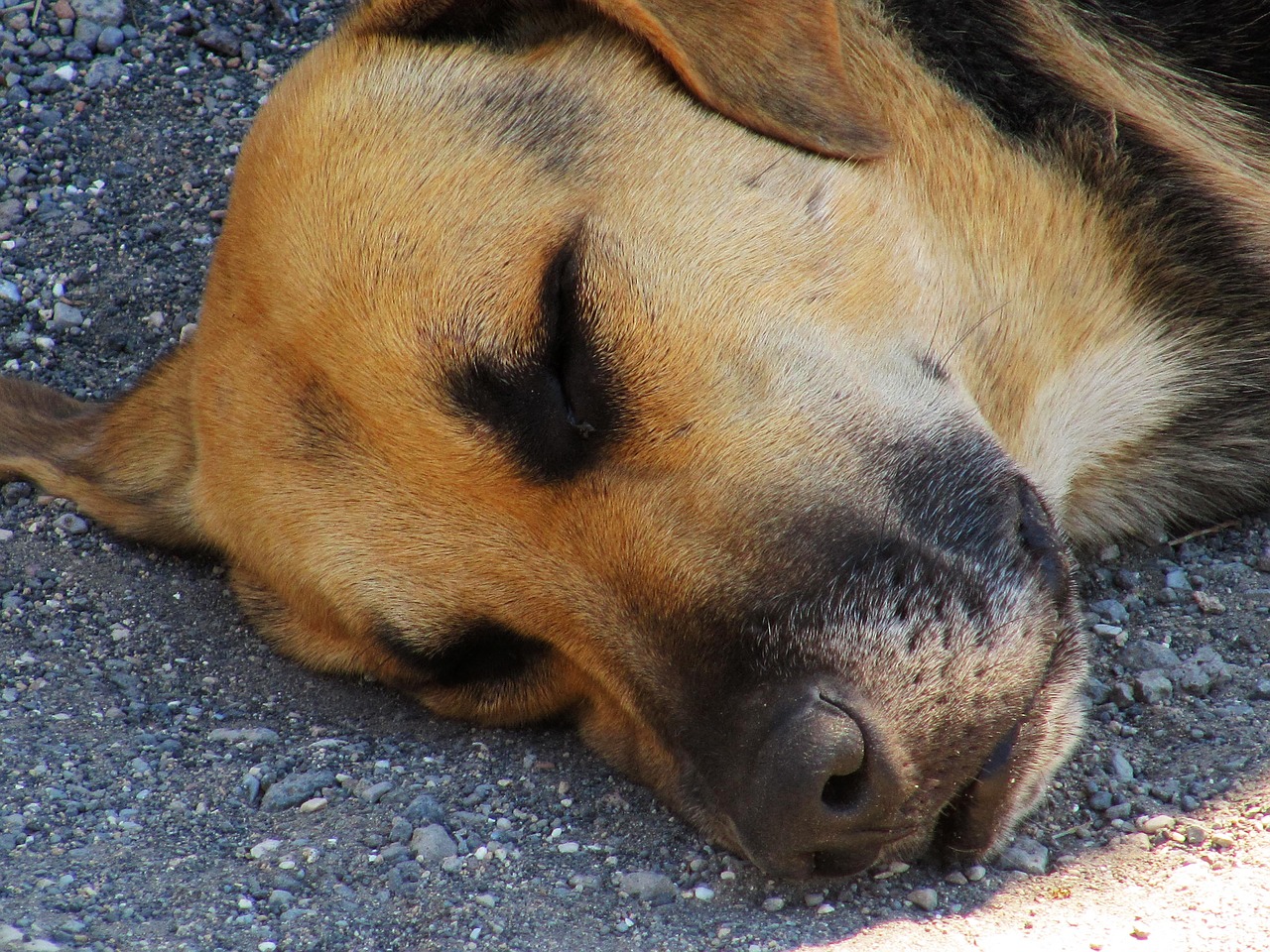 Study: Universal canine vaccination eliminates human exposure to rabies