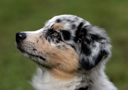 Cornell To Establish Canine Genomics Program With $10 Million Gift