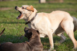 Dog Bite Prevention Week Kicks Off Sunday