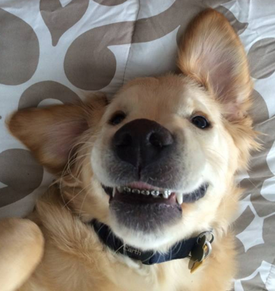 Veterinary Dentist Gives Dog Braces and It's Just Too Cute