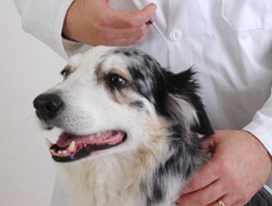 FDA Approves Drug For Dogs