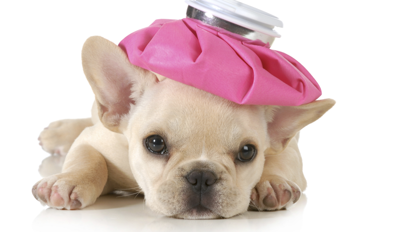Canine Infectious Respiratory Disease or Canine Influenza hits Midwest