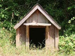 Searching Nearby Best Strategy for Finding Lost Pets, Study Says