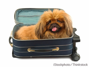 DOT May Expand Pet Incident Reporting For Airlines