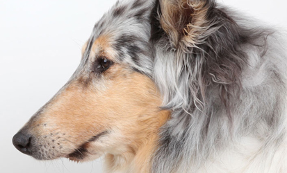 Dogs Sprout New Jaw Thanks To UC Davis Research