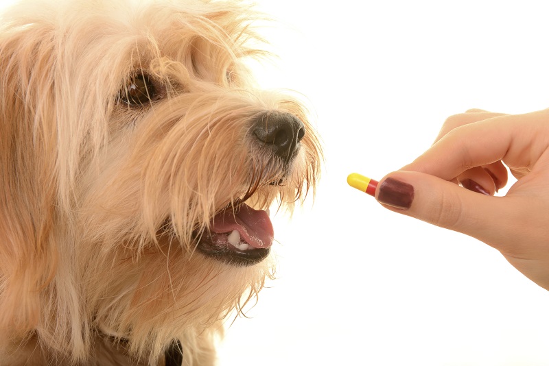 British Study Reveals 1.4 Million Pet Owners Give Their Pets Human Meds to Avoid Veterinary Expenses