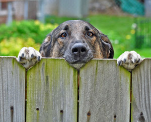 Sterilization Makes Difference In Life Span, Disease Risk Of Dogs