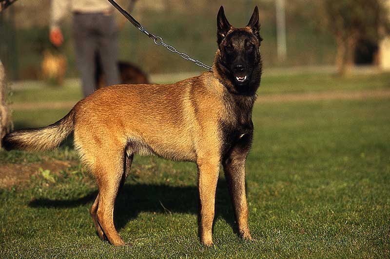 Study Aims to Keep Intermingling Dogs Healthy