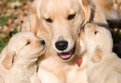 New Orleans Considers Mandatory Spay/Neuter Ordinance
