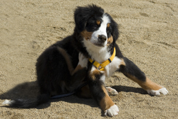 EPA Requires Clearer Instructions On Flea And Tick Products