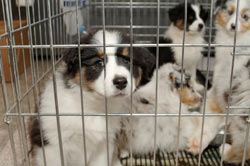 APHIS Enforcement Of Dog Breeder Regulations Criticized