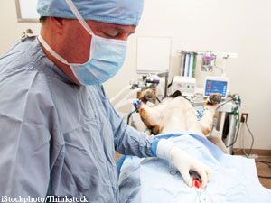 Poor Infection-Control Habits Sicken Australian Vets