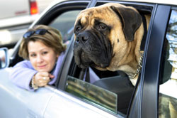 Free Phone Service Connects Travelers To Nearest ER Vet Clinic