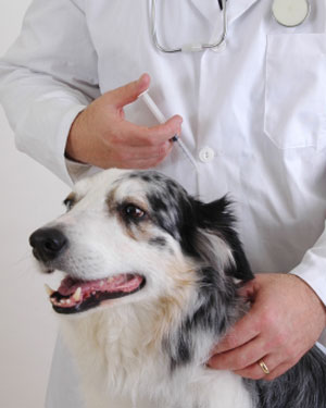 Dogs Needed For Study Of New Cancer Treatment