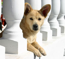 Nebraska Mulls New Dog Breeder Regulations