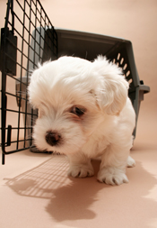 Crates Are Great, Says APDT