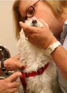 AKC Grants Include One Health Components