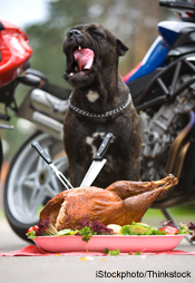 GI Issues Plague Pets During Thanksgiving Holiday
