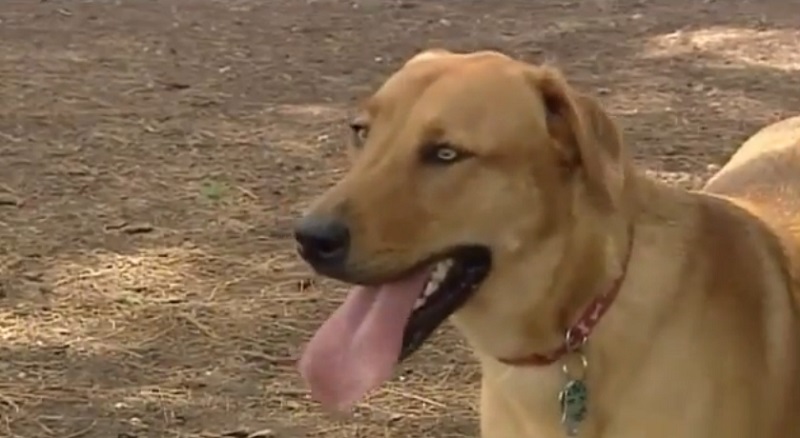 Dog Genome May Provide Insight Into Human Cancer