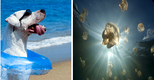 VPI: Jellyfish One Of ‘Most Unusual Ingested Objects’ By Pets