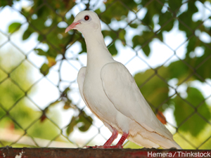USDA To Exempt Pigeons, Doves From Bird Flu Import Rule