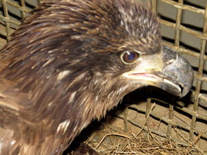 Shot Bald Eagle Recovering With Help From MSU And Jackson Zoo Vets