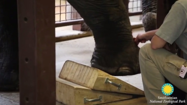 Smithsonian’s National Zoo Veterinarians Check Elephant’s Arthritis