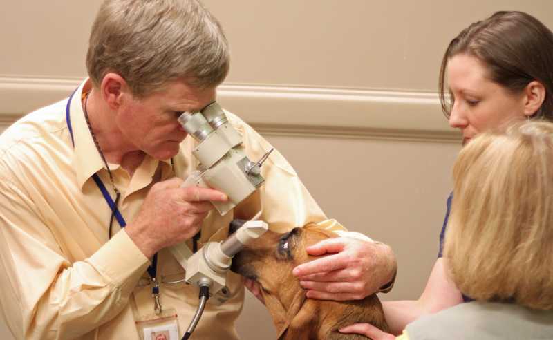 Veterinary Eye Doctors Rally To Help Service Dogs